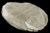 Fossil Tortoise (Testudo) - South Dakota #115065-9